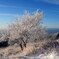 霧氷の華咲く