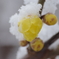 雪の降る大晦日、蝋梅が一輪咲き出した