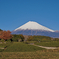 大淵笹場　富士山