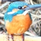 DSCN5154：カワセミ（オス）