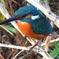 DSCN5156：カワセミ（オス）