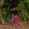 紅葉した新芽？