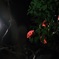 夜の山茶花