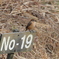 背番号19番