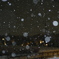 久し振りの雪