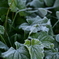 霜が降りた植物。