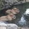 水風呂で涼み中