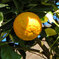 しまだいだい（縞橙、地球柑）２