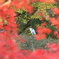 紅葉の中の鷺