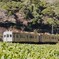 大井川鉄道の普通列車！