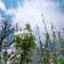 桜・浦安