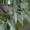 Striated Pardalote②