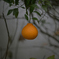 ぽつんとみかん