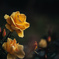 黄色い薔薇に寄せて