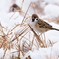 スズメ　雪の日　食事