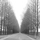 Metasequoia Avenue
