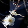 梅の花