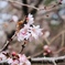 冬の桜