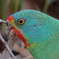 Swift Parrot　（オトメインコ）