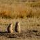 Prairie Dog