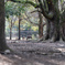 奈良公園風景。