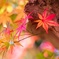 モミジ/ 紅葉
