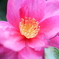 山茶花