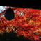 京紅葉2025＿洛西・浄住寺09　方丈玄関から