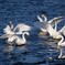 ざわめく白鳥たち