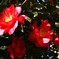 山茶花