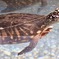 ハミルトンガメ(野毛山動物園)