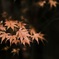 夜のもみじ