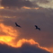 夕空を翔ぶタンチョウ