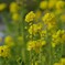 菜の花