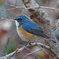 ルリビタキ１