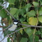 日々探鳥 混群の初めはシジュウカラ