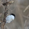 日々探鳥 混群の次はコガラ