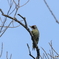 日々探鳥 混群の次はキツツキ科の三種目アオゲラ