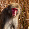 野生の猿