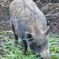 ニホンイノシシ(井の頭自然文化園)