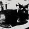 黒ゐ猫