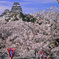 姫路城の桜