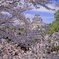 姫路城の桜