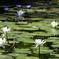 Waterlilies 12-16-25