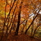 紅葉の林。