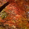 紅葉の林。