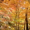 紅葉の林。