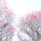 見上げる紅梅