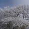 枯れ木の雪化粧