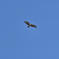 青空の鵟